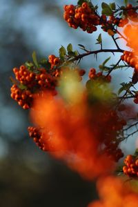 Close-up of orange flowers