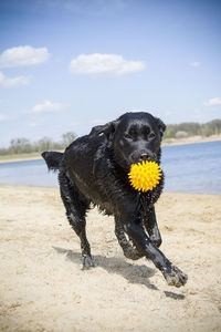 Close-up of a dog on the beach