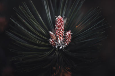 Close-up of purple flower