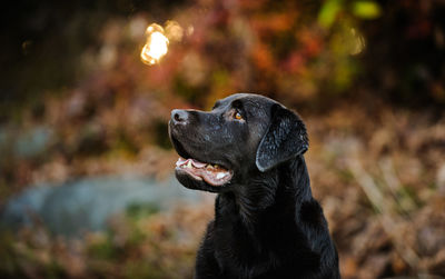 Close-up of black dog