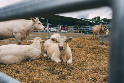 View of sheep in ranch