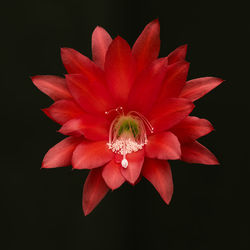 Close-up of red flower against black background