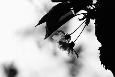 Close-up of bee on flower against sky