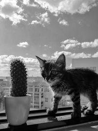 Cat looking at window