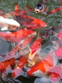 High angle view of koi carps swimming in pond