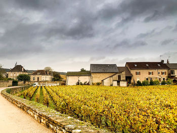 Autumn in burgundy 