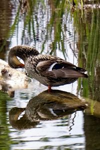 Close-up of duck swimming on lake