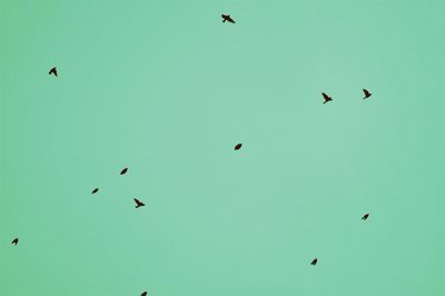 Birds flying in the sky