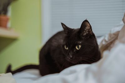 Close-up portrait of a cat on bed in house