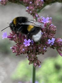 Close-up of bee pollinating on flower