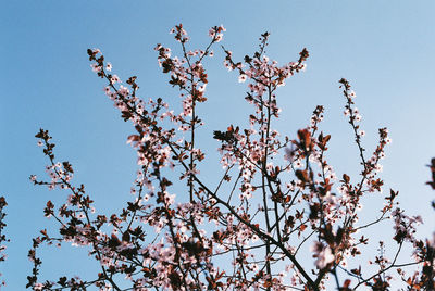 Low angle view of cherry blossoms in spring