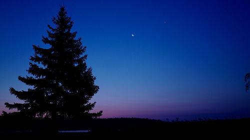 Silhouette of tree at night