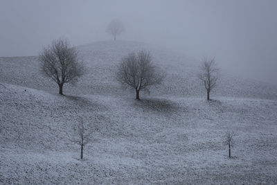 Bare trees on snow covered land