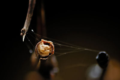 Close-up of insect on spider web against black background