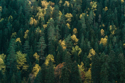 High angle view of pine trees in forest