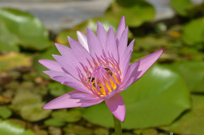 Close-up of purple water lily