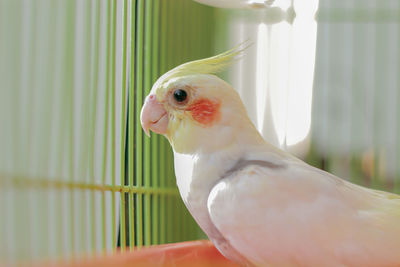 A pet cockatiel bird