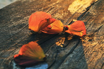 Close-up of orange flower on table