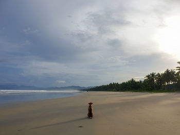 View of a horse on the beach