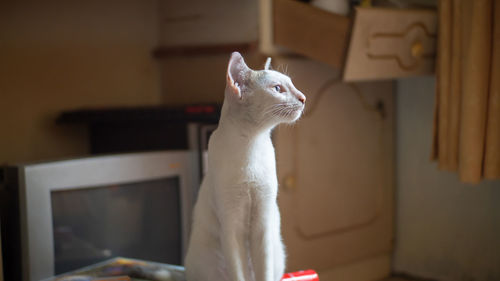 White cat sitting on table at home