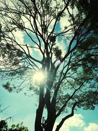 Low angle view of sunlight streaming through tree