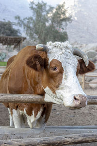 Cow standing in ranch