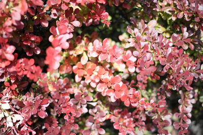 Close-up of pink flowering plants