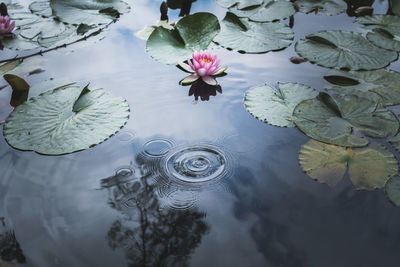 High angle view of lotus water lily in lake