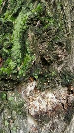 Close-up of moss on tree trunk