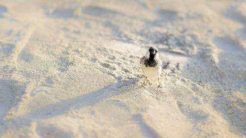 High angle view of bird on beach