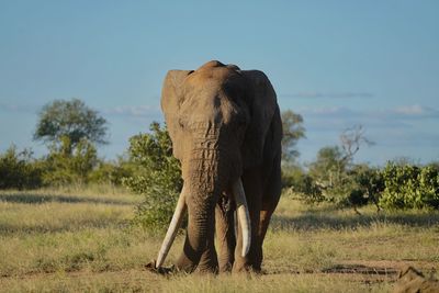 Elephant in a field