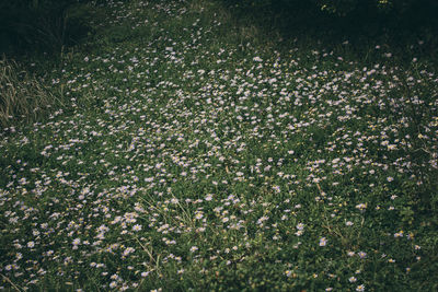 Full frame shot of flowering plants on field