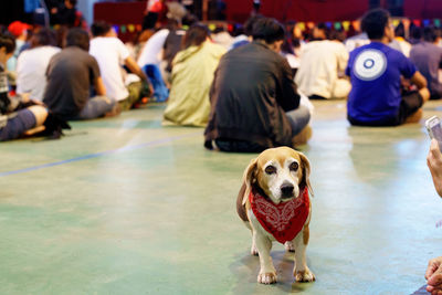 Dogs sitting on stage