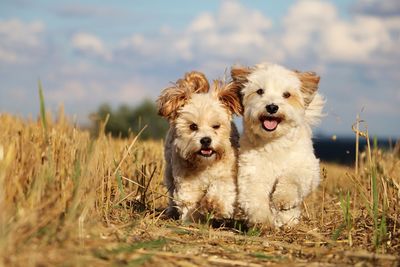 Portrait of hairy dogs running on field