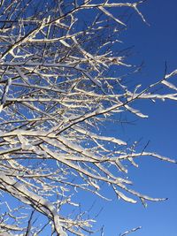 Low angle view of bare trees against blue sky