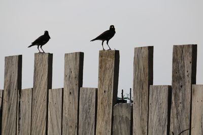 Birds perching on wooden post