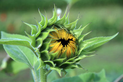 Close-up of yellow flower