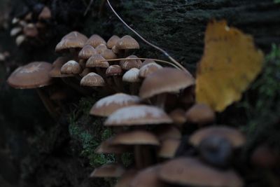 Close-up of mushrooms growing on field