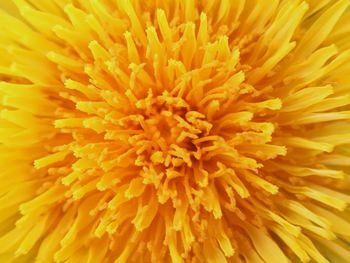 Full frame shot of yellow chrysanthemum