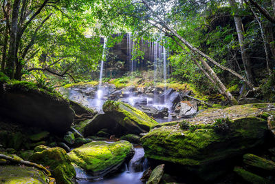 Scenic view of waterfall in forest