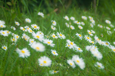 Close-up of white daisy flowers growing in field