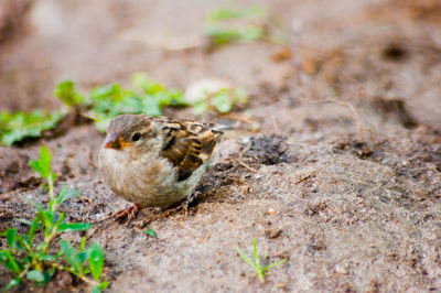 Close-up of duck on field