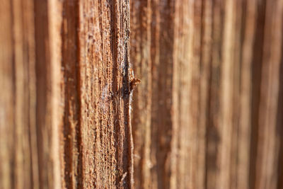 Close-up of insect on wood
