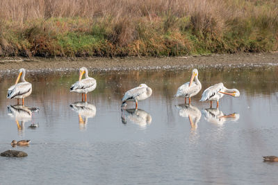 Flock of pelicans in lake