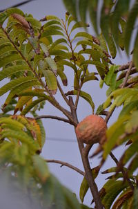 Low angle view of fruits on tree