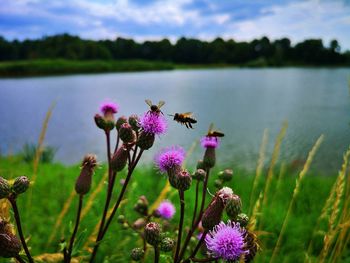 Close-up of purple flowering plants against sky