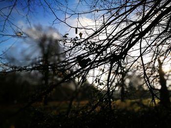 Close-up of bare tree against sky