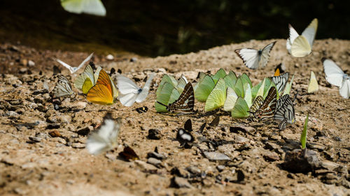 Surface level of butterflies on ground