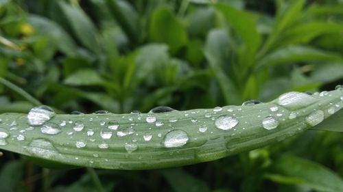 Close-up of water drops on blade of grass