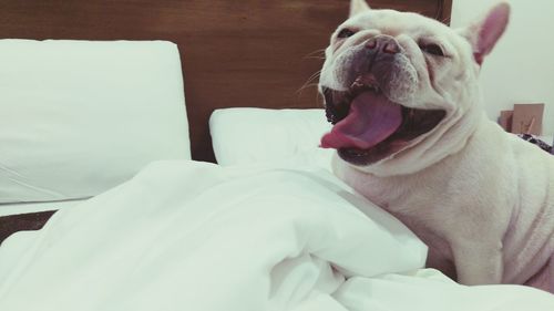 Close-up of dog sitting on bed and sticking out tongue